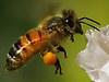 Australian native honey bee