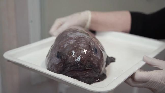 The elusive blobfish! - Picture of Behind the Scenes at Sydney