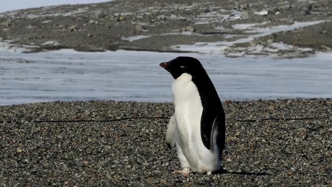 (FILES) This file photo takon on November 11, 2016 shows an Adelie penguin arriving at the New Harbor research station near McMurdo Station in Antarctica. Mass starvation has wiped out thousands of penguin chicks in Antarctica with unusually thick sea ice forcing their parents to forage further for food in what conservationists on Octover 13, 2017 called a "catastrophic breeding failure". / AFP PHOTO / POOL / MARK RALSTON