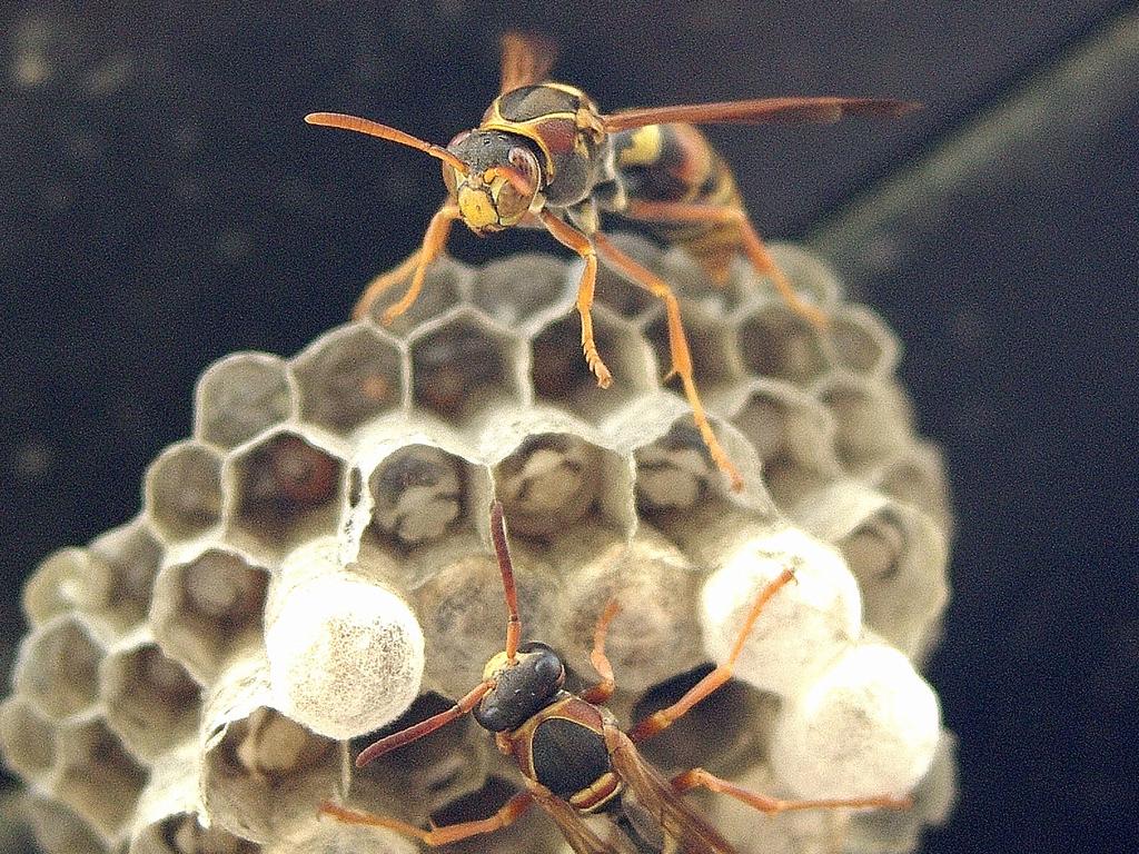 The best time to remove paper wasps is at dusk when they are docile and have all returned to their nest, says the Queensland Museum.