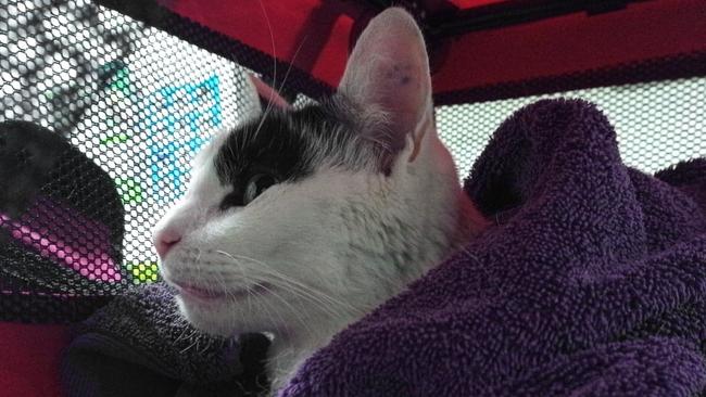 Sprite the cat is recovering well after being rescued by firies from a gap between two buildings.