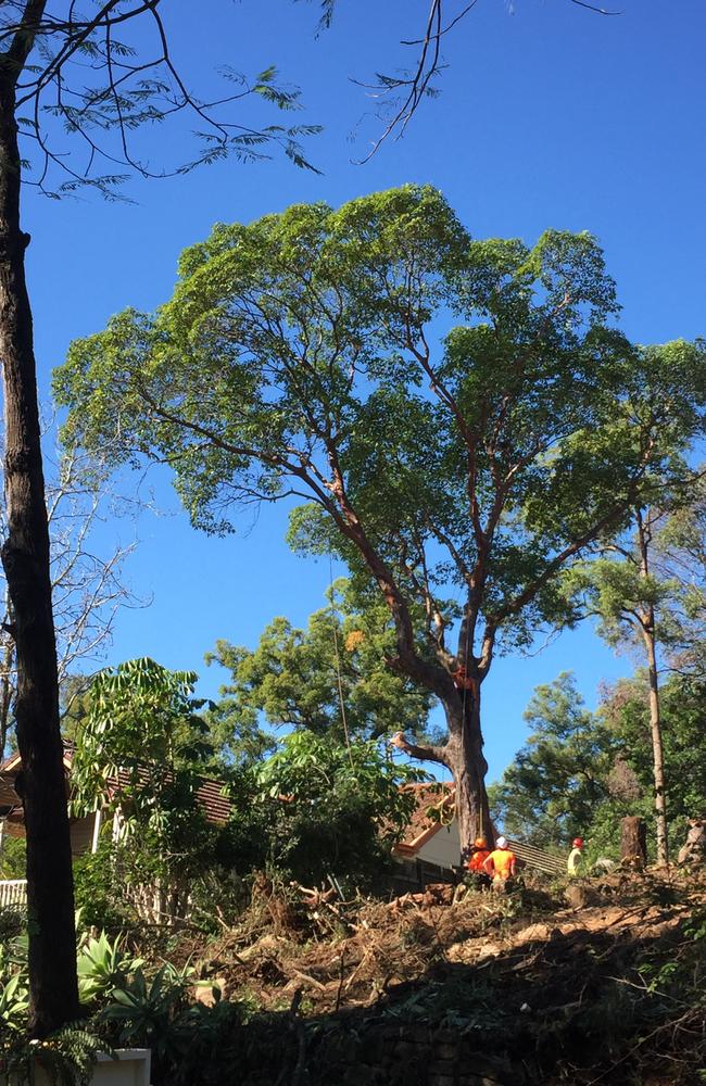 Stumps of some of the cleared trees, and a large gum on the boundary line. About 58 trees will or have already been cut down.