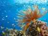 Damage on the Great Barrier Reef ‘irreversible’