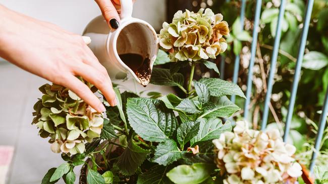 Ground coffee, coffee residue can be a potent weapon in your garden care plan.