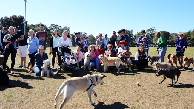 Manly Council to erect enclosure for off-leash dogs at LM Graham ...