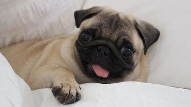Gold Coast's cutest dogs: Tofu. Submitted by Jass Ward.