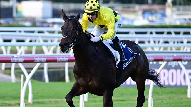 Without A Fight transformed himself in Queensland during the winter. Picture: Grant Peters — Trackside Photography.