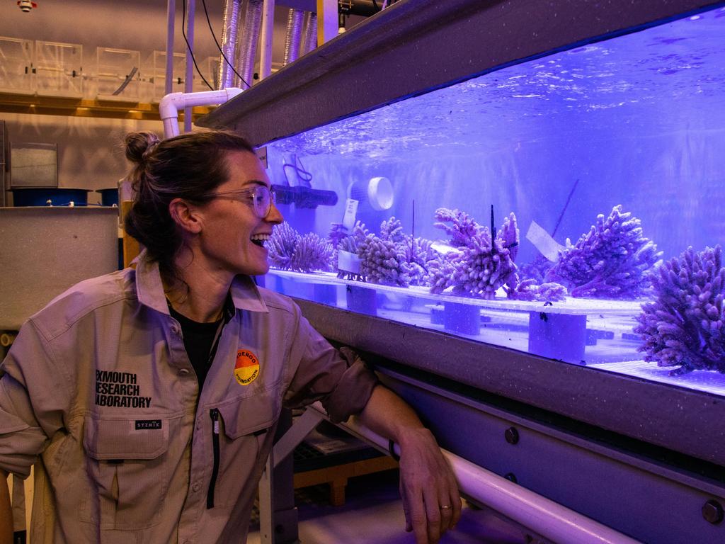 Dr Kate Quigley monitors the coral at the Minderoo Exmouth Research Laboratory. Picture: Carly Keech