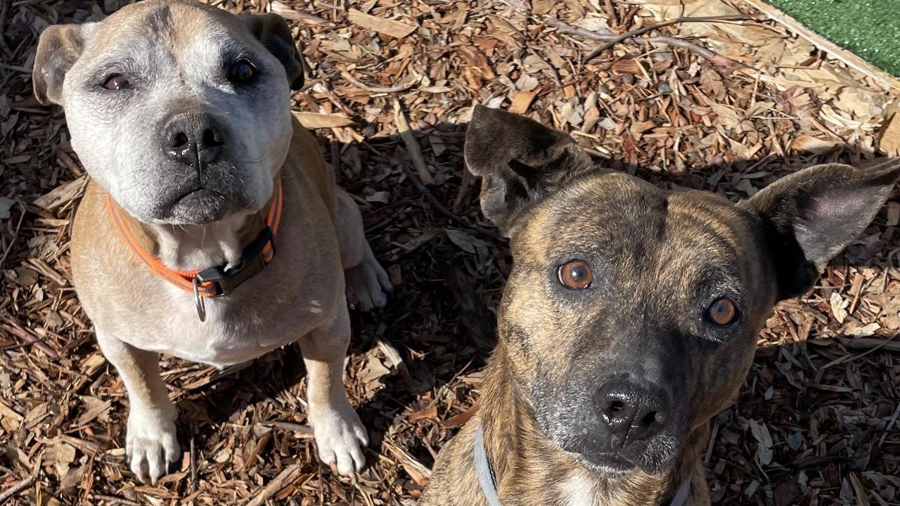 Zeus and Buddha are also looking for a fur-ever home.