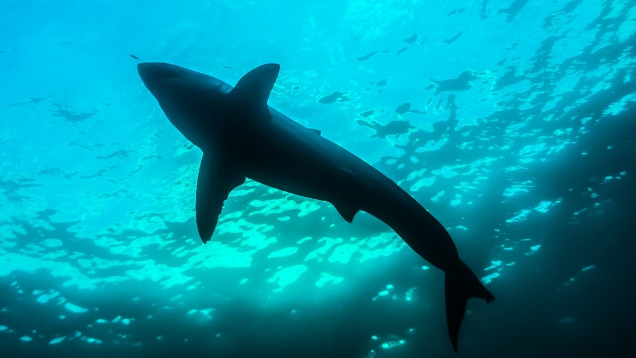 Giant 3m bull shark caught in Perth's Swan River