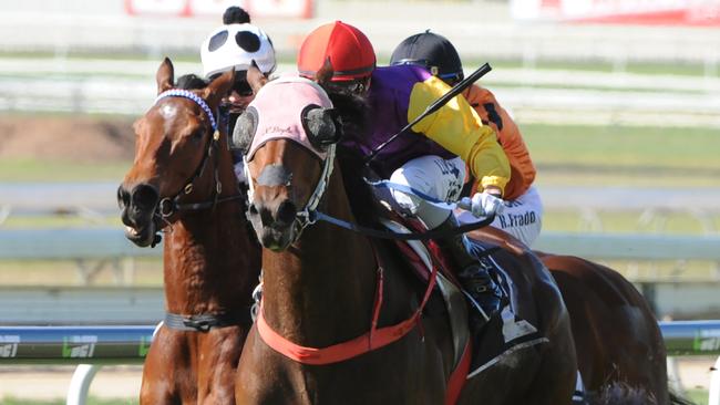 Le Val has been nominated for a race at Doomben on Saturday. Picture: Grant Peters