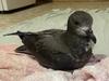 Threatened bird’s impromptu Hobart holiday after crash landing