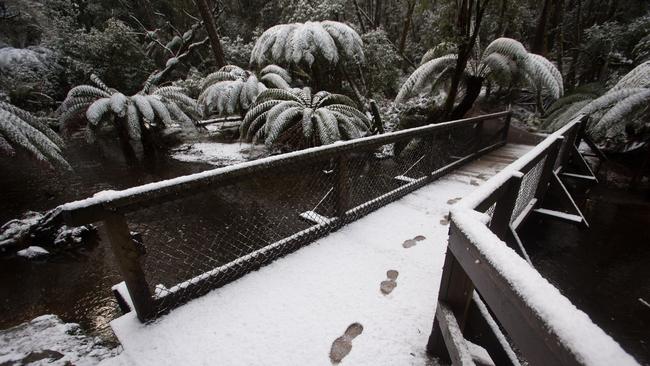 Snow at Mt Field National Park on August 3rd 2015. Hobart Snow DVG Mt Field National Park. Pic supplied by Rachel Power
