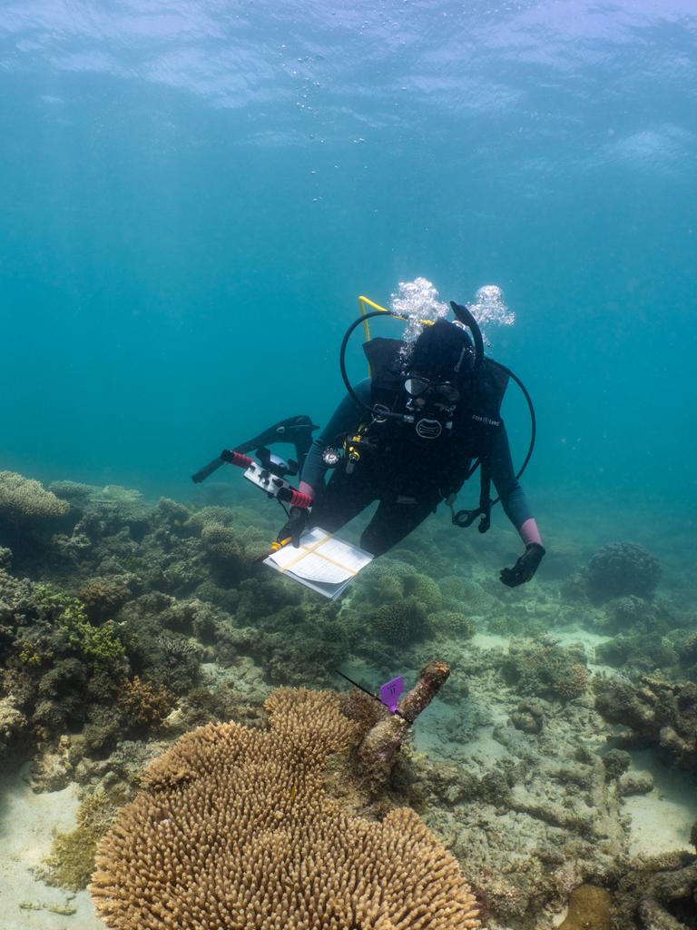 Minderoo scientists in the water off Exmouth WA. Picture: Supplied