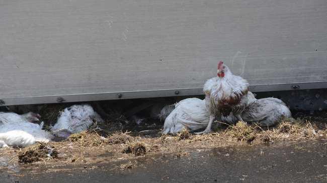 Hundreds of chickens were killed or injured when a truck carting them rolled at the top of the Toowoomba Range at about 10.40am, November 21.