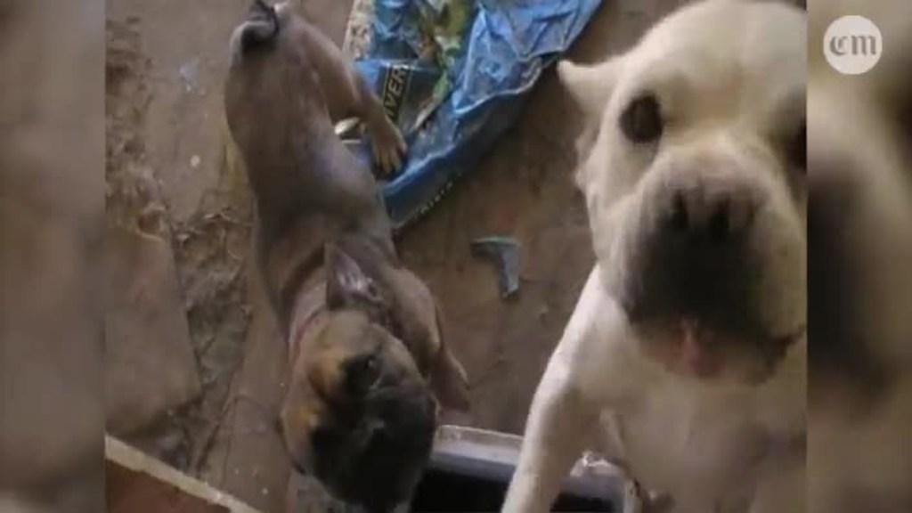 'Disturbing' conditions at alleged puppy farm