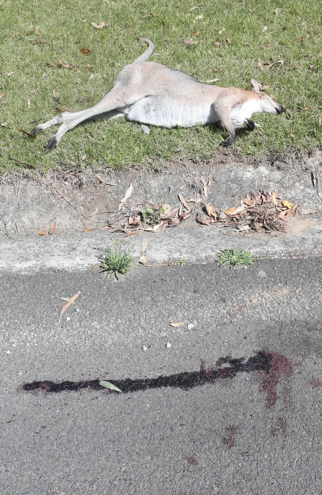 At least 10 dead wallabies have been found. Picture: Richard Gosling.