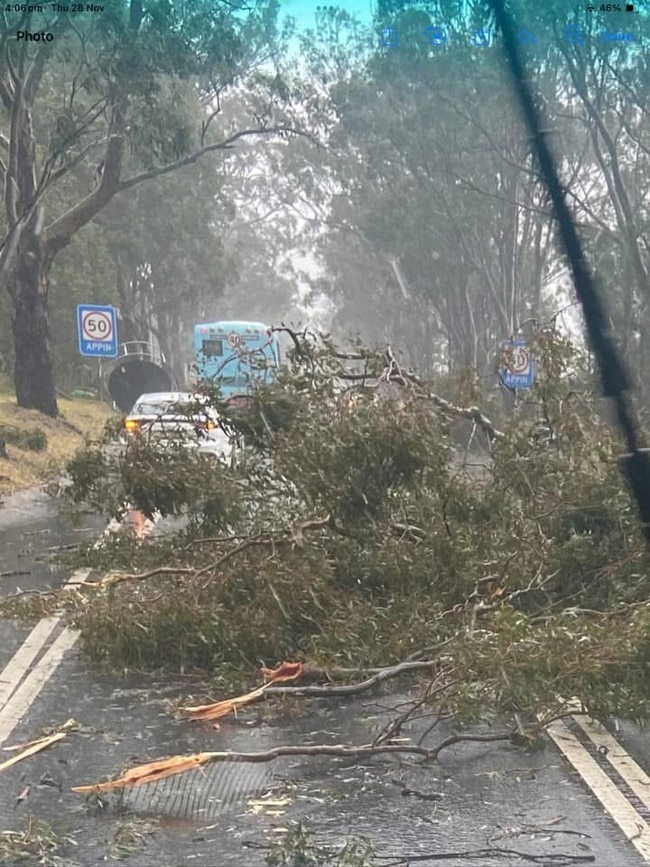 Trees felled on Appin Rd, Appin.