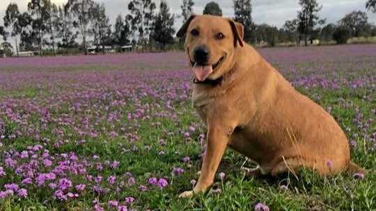 Mango is one of the dedicated dogs that gives blood to save lives at Warwick Town and Country Vets. Picture: Contributed