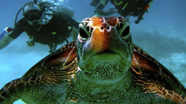 The Great Barrier Reef is by far the best, and people from around the world know it, or why else would they travel from million of miles away just to see it. Picture: Supplied