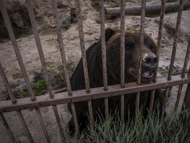 The images of the animals are heartbreaking. Picture: Getty Images