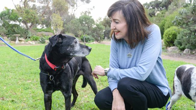 Deputy Premier Susan Close with Roy the rescue dog. Picture Brenton Edwards