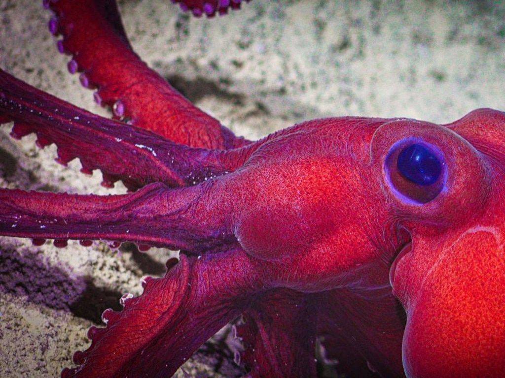 This octopus was observed at nearly 1200m depth, during an exploration of the Ribbon Reef Canyons, about 170km northeast of Cairns. Picture: Schmidt Ocean Institute