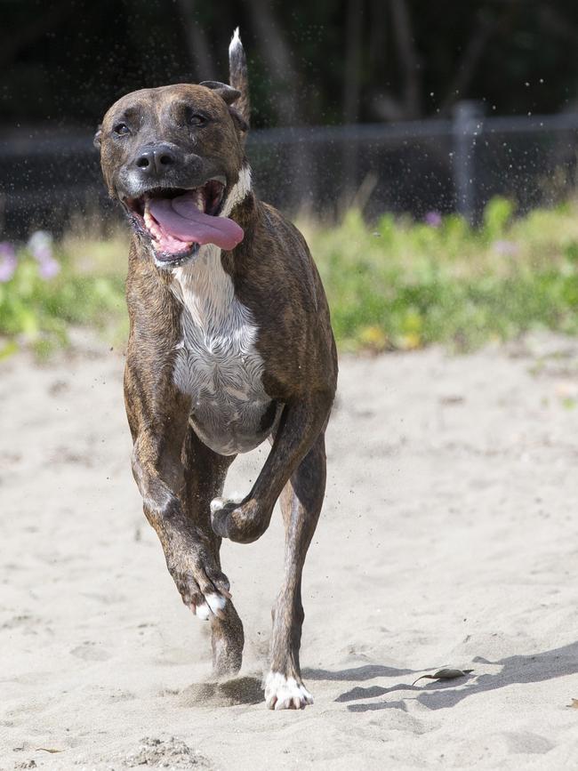 Ghana enjoys a run along the sand in the off-leash trial area at Nudgee Beach. Picture: Renae Droop