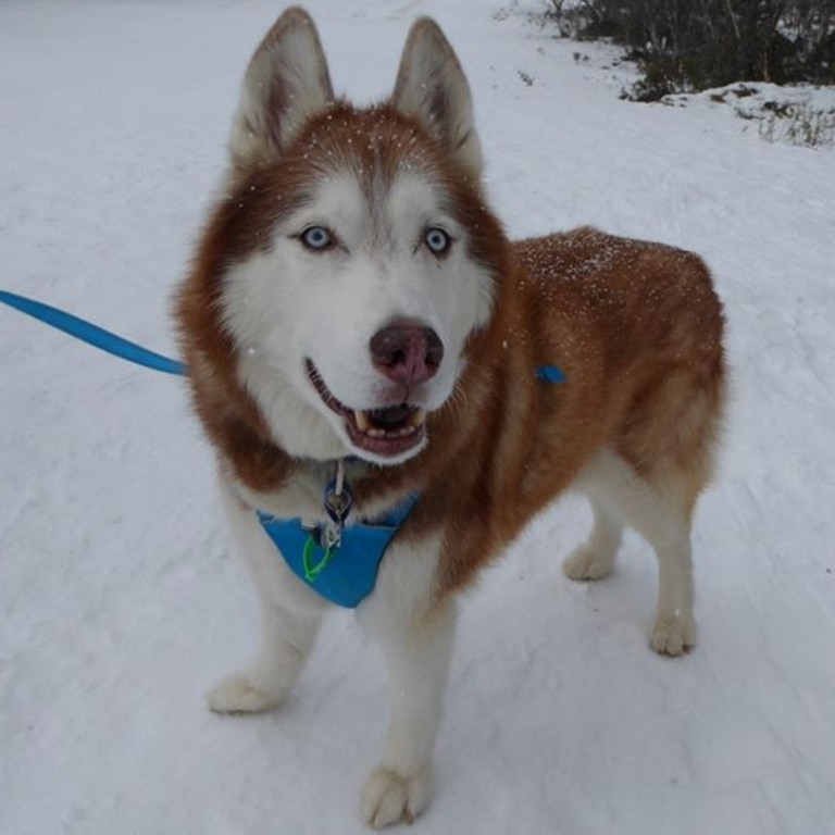 My darling puppy Takoda in the snow. Picture: Robert Vianello