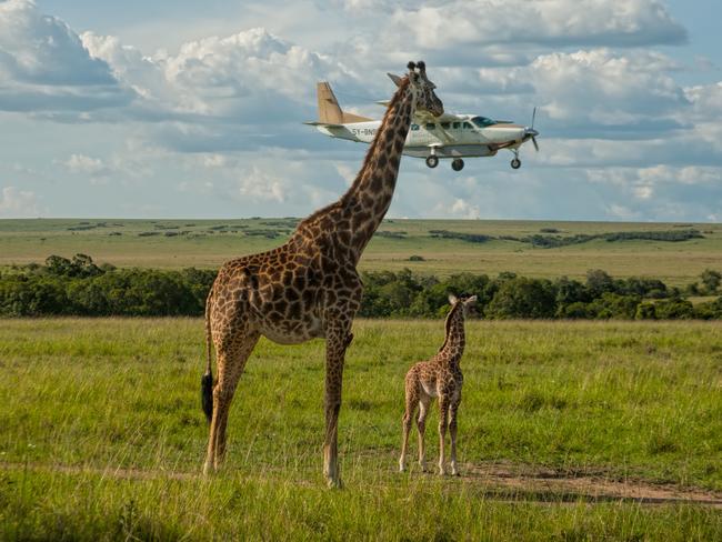 A giraffe checks plane safety in Graeme Guy’s “Outsourcing Seatbelt Checks”. Picture: Graeme Guy/Barcroft Images