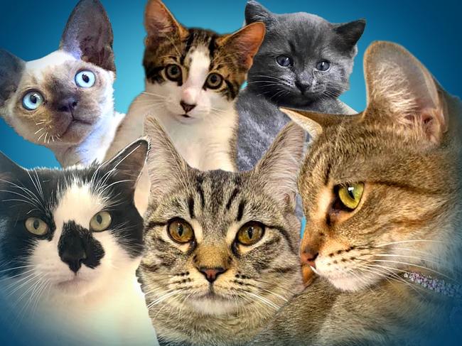 120+ kitties: Vote now for Fraser Coast’s cutest cat of 2023