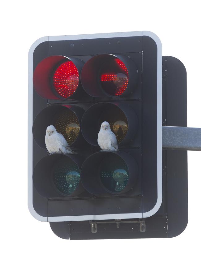 Perched up high, these two think the traffic lights are a good idea. Picture: Melvyn Knipe