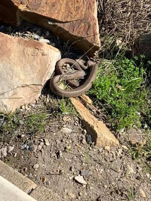 Brown snakes have been spotted in the Byards Road Wetlands, next to Reynella East College. Picture: Supplied