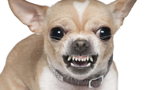 A chihuahua bit a parcel deliverer twice. Picture: File image