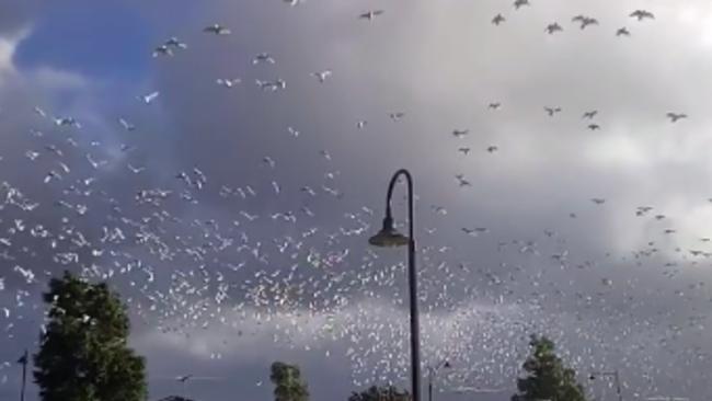 Thousands of Birds Flee Before Storms Hit South Australia