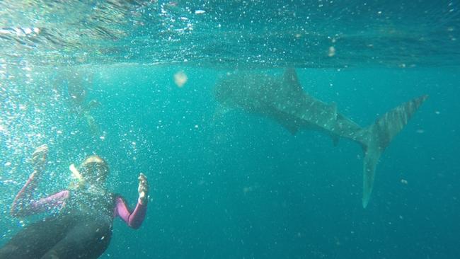 Chloe Nikakis swimming with whale sharks at Ningaloo Reef during their around Australia trip.