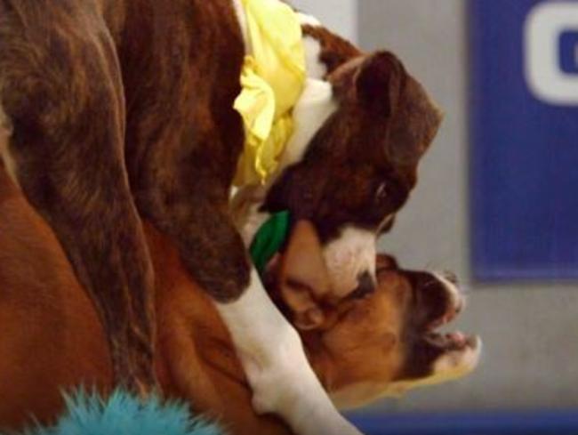 Tempers flared as some pooches bit off more than they could chew.