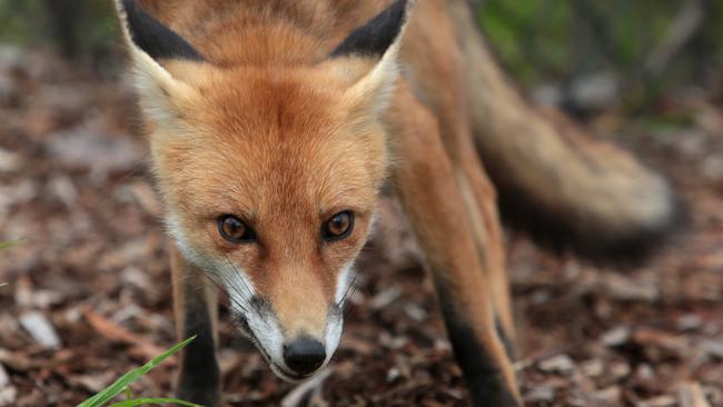 European red foxes were introduced by settlers in the 1800s and their population has since boomed across Australia.
