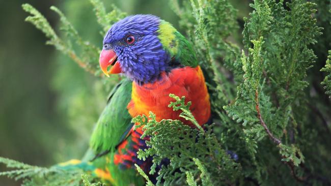 Rainbow Lorikeet looking around at Pialba.