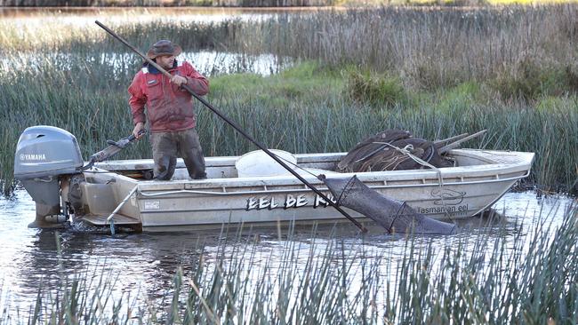 Commercial eel fisher Brad Finlayson of Tasmanian Eel Exporters harvests eels at Moriarty.