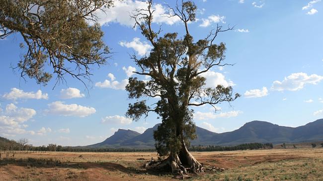 The Cazneaux tree near Wilpena, made famous in a photograph by Harold Cazneaux 