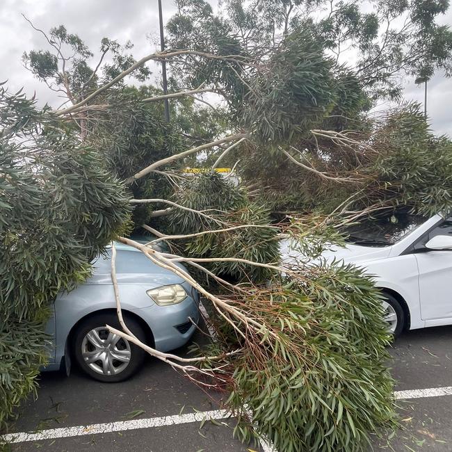 A tree has fallen on cars at Cabramatta Leisure Centre.