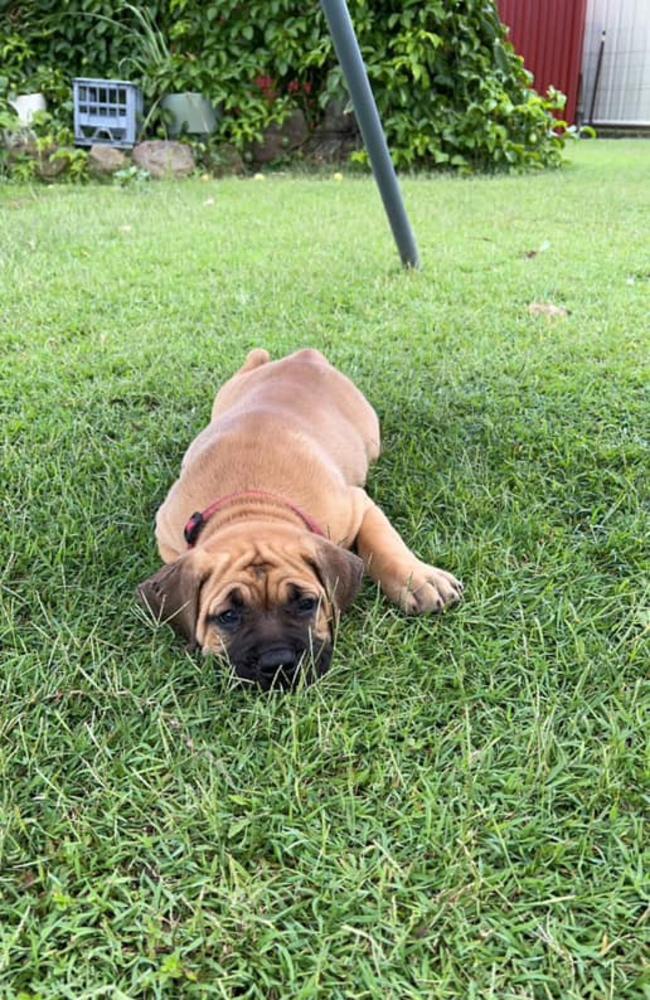 Nala: Kyah Brescianini's 3 months old Boerboel x American Mastiff