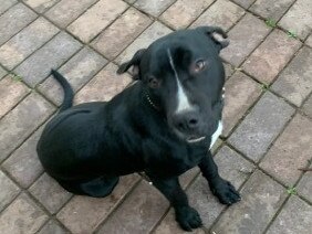 Eight-month-old Vader, a lovable staffy who lives in Revesby.