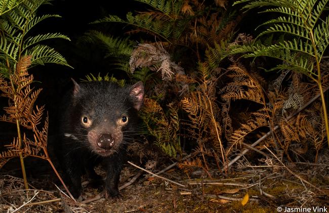 Threatened species winner: Tasmanian devil, Maria Island, Tasmania. Picture: Jasmine Vink/2020 Australian Geographic Nature Photographer of the Year Awards