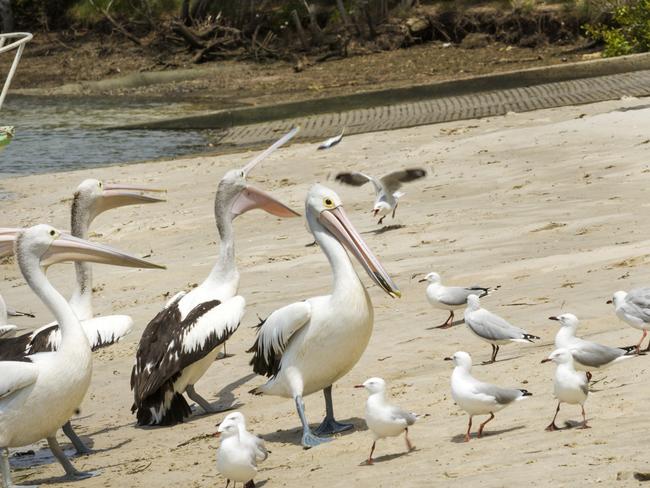 Pelicans on Bribie Island. PICTURE: Rusell Brown.