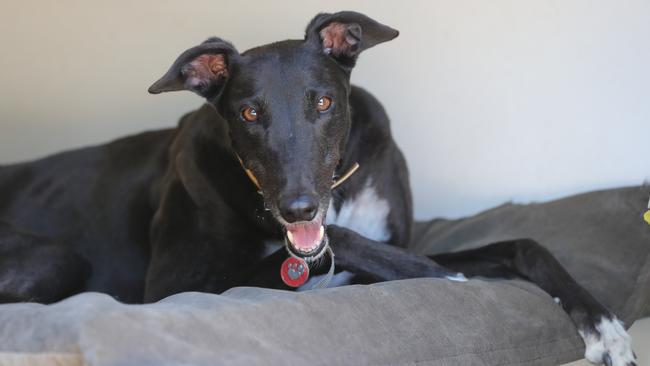 Former racing greyhound Harley now has the run of Tony Zammit’s property. Picture: Glenn Hampson.