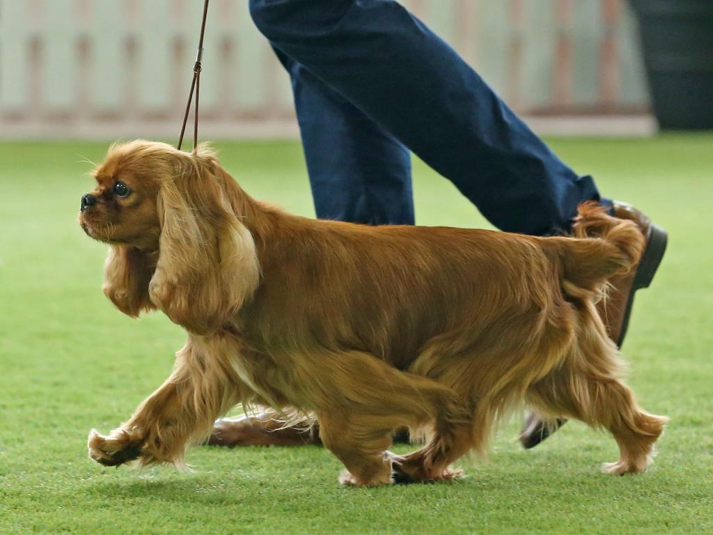 A Cavalier King Charles spaniel in action at the 2022 Ekka dog show. Picture: Zak Simmonds