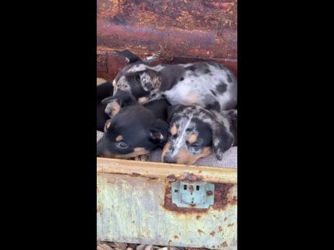 Koolie pups rescued after almost dying