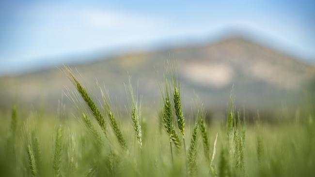 Market opportunities: Whole grain consumption in Asia is currently small, but health awareness is growing rapidly, with countries turning to whole grain foods.